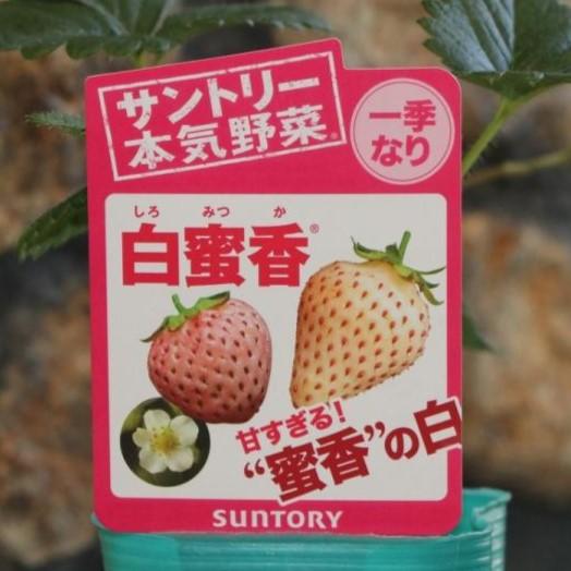 サントリー イチゴ苗 白蜜香 3号ポット苗 【3株販売】 一季なり