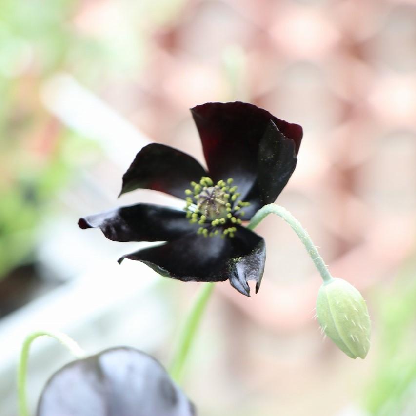 見元園芸 ポピー ブラックマジック 3号ポット苗 【3株販売】 mimoto 寄せ植え 花壇 鉢植え お洒落 オシャレ アンティークカラー ブラック 春の花 花 希少種