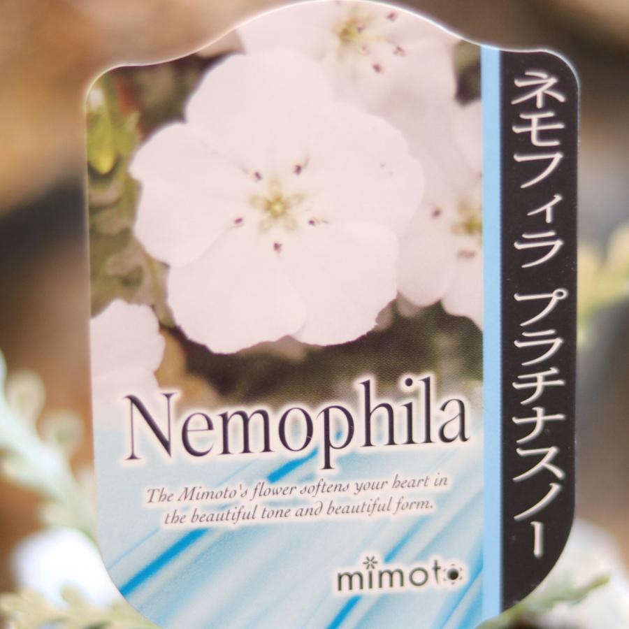 見元園芸 ネモフィラ プラチナスノー 3号ポット苗 【3株販売】 mimoto 寄せ植え 花壇 鉢植え お洒落 おしゃれ 可愛い かわいい 白い花 春の花 花 初心者 カラーリーフ