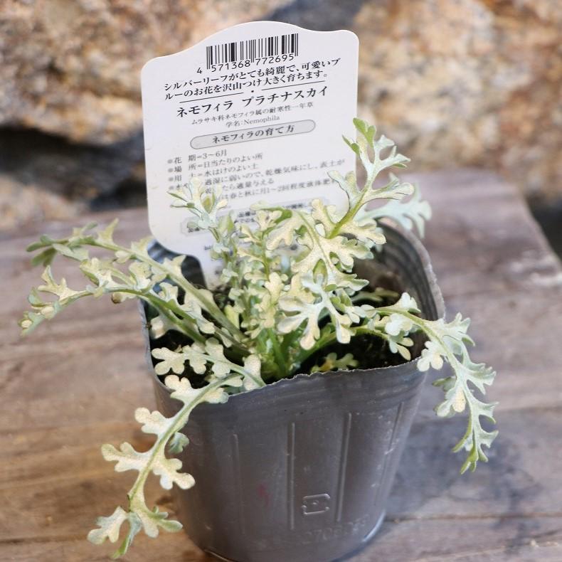 見元園芸 ネモフィラ プラチナスカイ 3号ポット苗 【1株販売】 mimoto 寄せ植え 花壇 鉢植え お洒落 オシャレ 可愛い ブルー 青 青い花 春の花 花 カラーリーフ