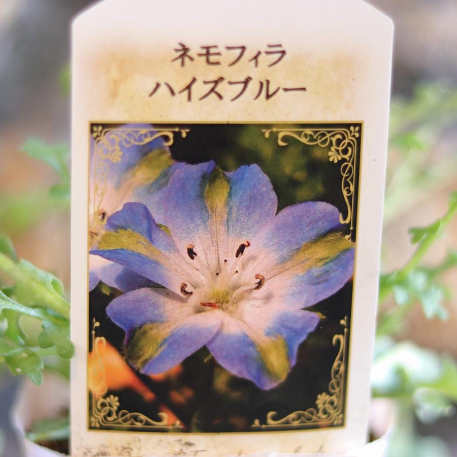 ネモフィラ ハイズブルー 3〜3.5号ポット苗 【1株販売】 寄せ植え 花壇 鉢植え お洒落 おしゃれ 可愛い ブルー 青 青い花 春の花 花 苗 初心者 希少