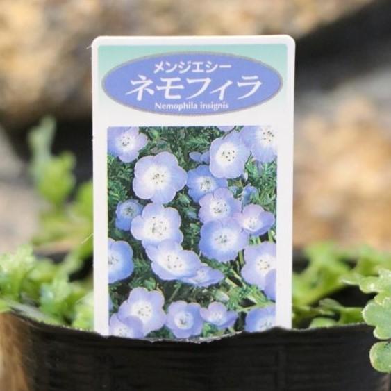 ネモフィラ 　ブルー　メンジエシー 3号ポット苗 【3株セット】 花壇 寄せ植え