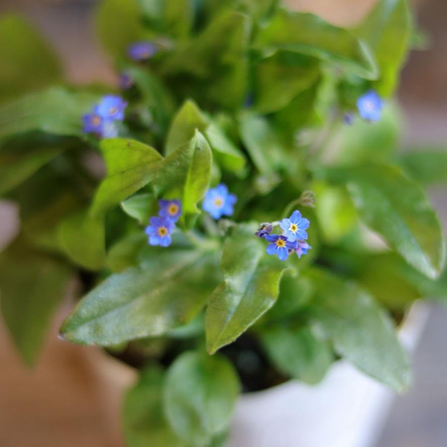 ワスレナグサ (忘れな草） オーシャンブルー 3〜3.5号ポット苗 【1株販売】 寄せ植え 鉢植え 花壇 お洒落 おしゃれ 可愛い かわいい 可憐 春の花 花 苗 初心者