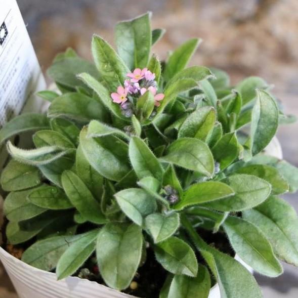 ワスレナグサ (忘れな草） モナミピンク 3〜3.5号ポット苗 【1株販売】 寄せ植え 鉢植え 花壇 お洒落 おしゃれ 可愛い かわいい 可憐 春の花 花 苗 初心者