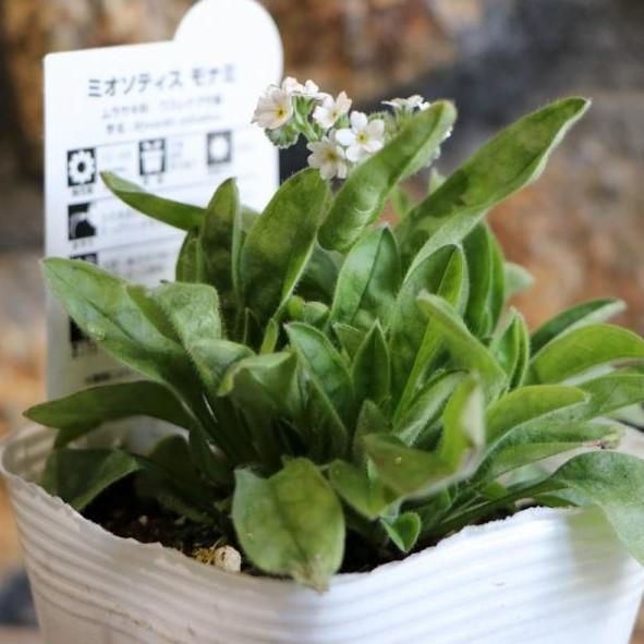 ワスレナグサ (忘れな草） モナミホワイト  3〜3.5号ポット苗 【1株販売】 寄せ植え 鉢植え 花壇 お洒落 おしゃれ 可愛い かわいい 可憐 春の花 花 苗 初心者