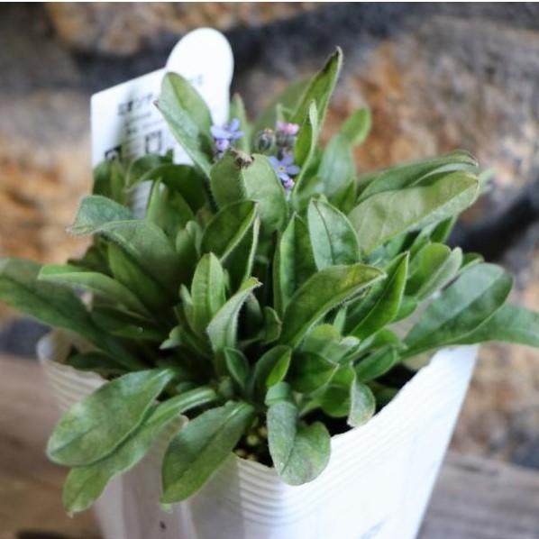 ワスレナグサ (忘れな草） モナミブルー  3〜3.5号ポット苗 【1株販売】 寄せ植え 鉢植え 花壇 お洒落 おしゃれ 可愛い かわいい 可憐 春の花 花 苗 初心者