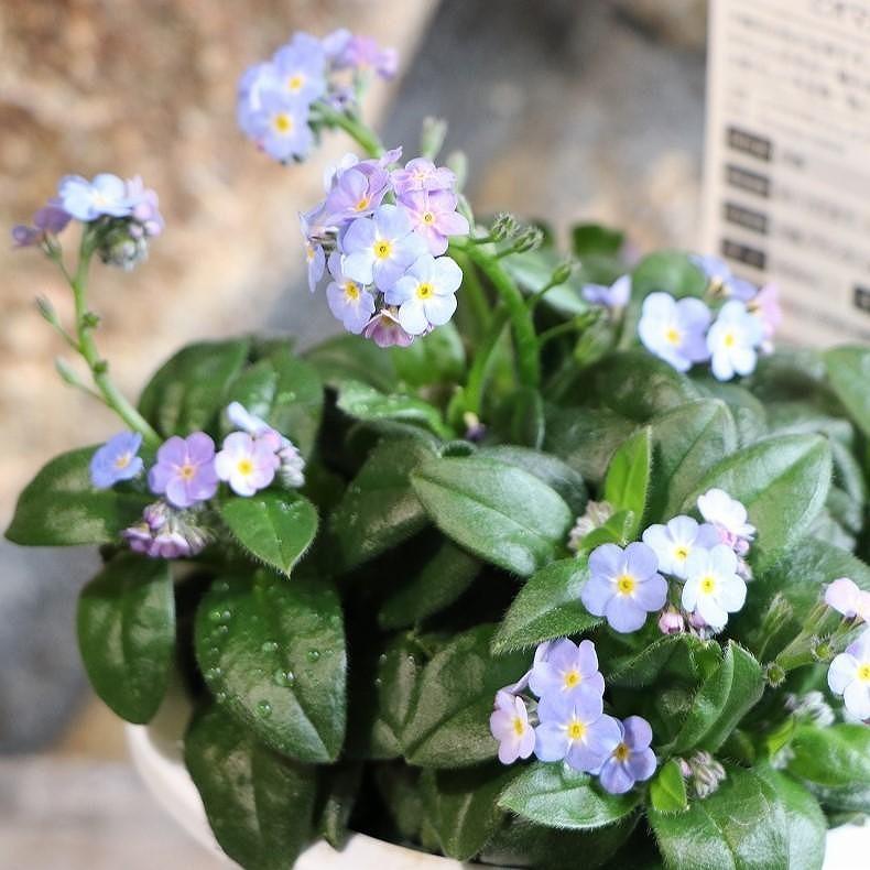 大輪 宿根忘れな草 ミオソティス ミオマルク 3.5号ポット苗 【3株販売】 忘れな草 ワスレナグサ 寄せ植え 花壇 鉢植え お洒落 可愛い 青い花 多年草 春の花 花 苗 初心者