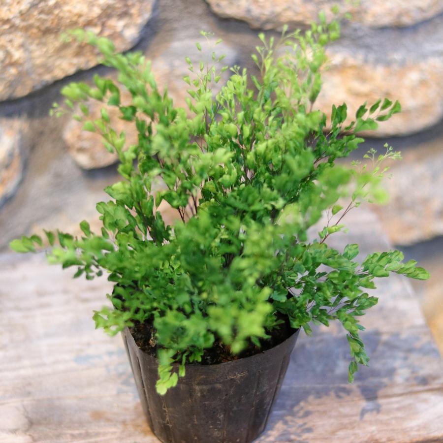 アジアンタム ラディアナム リサ 3〜3.5号ポット苗 【1株販売】 観葉植物 お洒落 おしゃれ 可愛い かわいい カッコイイ インテリア 涼しげ シダ 人気 苗 初心者