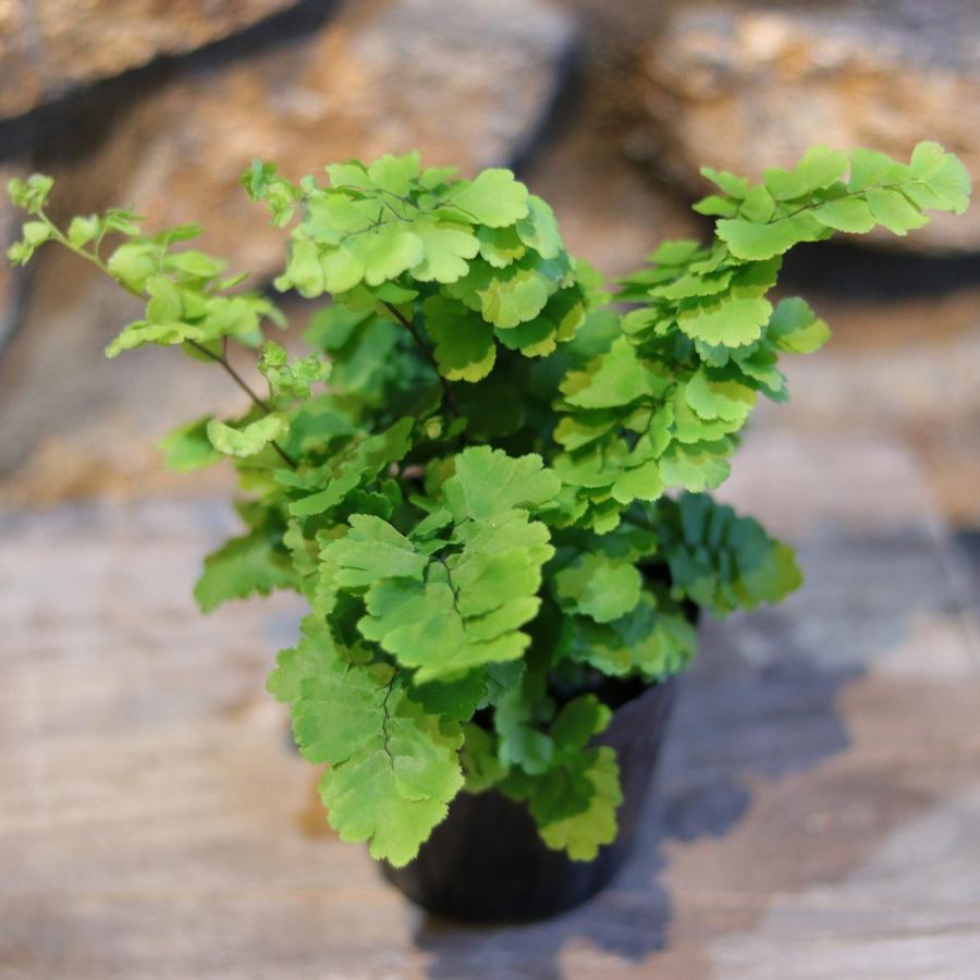 アジアンタム ラディアナム モノカラー 3〜3.5号ポット苗 【1株販売】 観葉植物 お洒落 おしゃれ 可愛い かわいい カッコイイ インテリア 涼しげ シダ 人気 苗 初心者