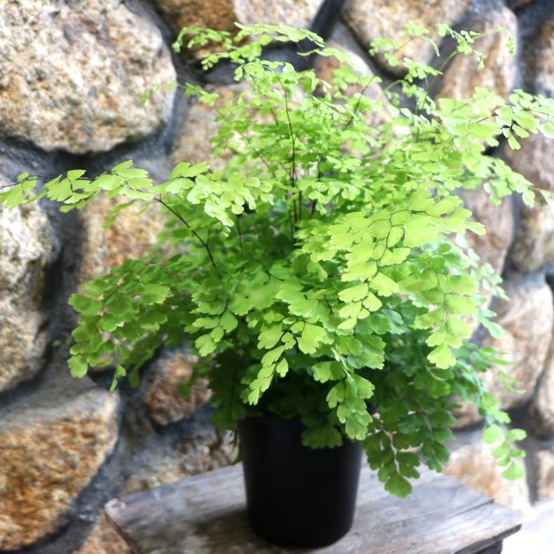 アジアンタム フラグランス 4号鉢 【1株販売】 観葉植物 お洒落 おしゃれ 可愛い かわいい カッコイイ インテリア 涼しげ シダ 人気 苗 初心者