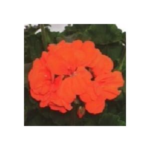 ゼラニウム ムーンライト バネッサ (オレンジ) 3.5号ポット苗 【1株販売】 ゼラニューム 寄せ植え 花壇 鉢植え お洒落 オシャレ 可愛い カワイイ 春の花 夏の花 秋の花 花