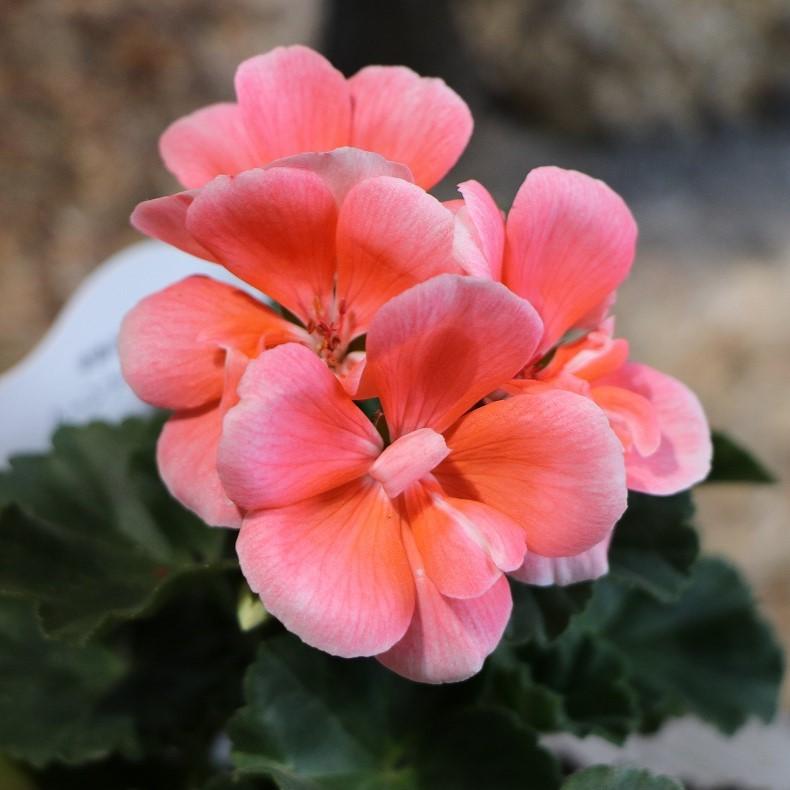ゼラニウム ムーンライト ロキ (サーモン) 3.5号ポット苗 【1株販売】 ゼラニューム 寄せ植え 花壇 鉢植え お洒落 オシャレ 可愛い カワイイ 春の花 夏の花 秋の花 冬の花 花