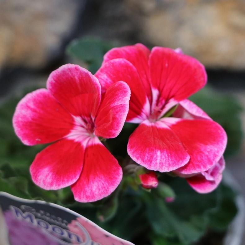 ゼラニウム ムーンライト イレニア (ローズピンク) 3.5号ポット苗 【1株販売】 ゼラニューム 寄せ植え 花壇 鉢植え お洒落 可愛い 春の花 夏の花 秋の花 花 苗 初心者