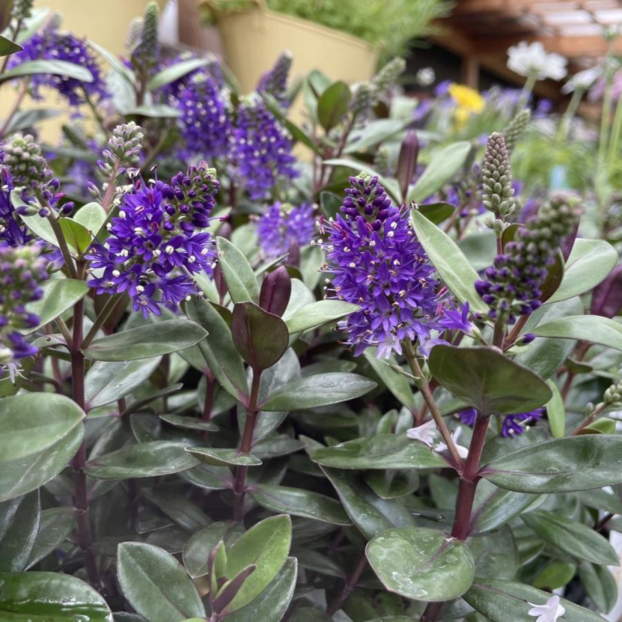 宿根ベロニカ グレース 3.5号ポット苗 【1株販売】 寄せ植え 花壇 カラーリーフ 寄せ植え 花壇