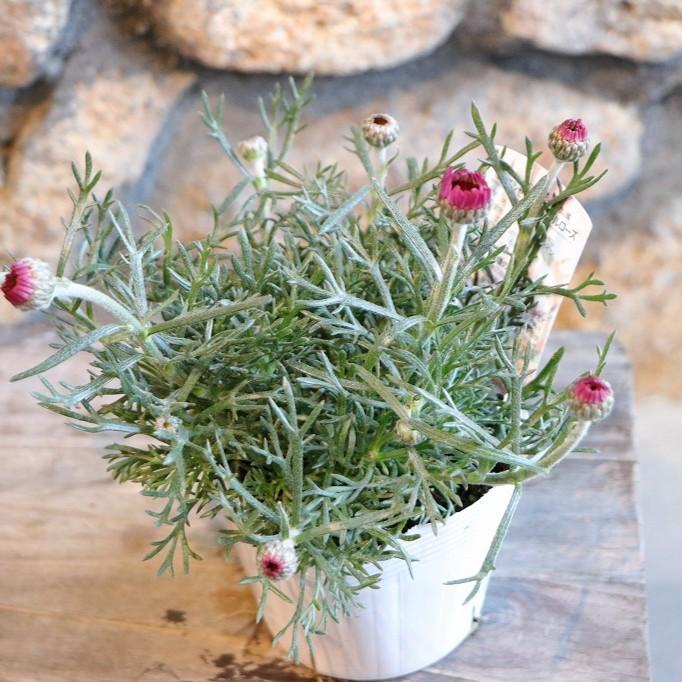 ローダンセマム クレールローズ 3〜3.5号ポット苗 【1株販売】 寄せ植え 花壇 鉢植え お洒落 おしゃれ 可愛い かわいい 春の花 花 苗 初心者