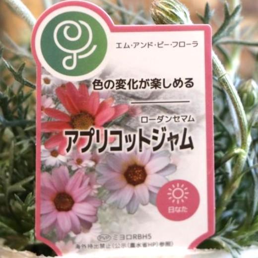 ローダンセマム アプリコットジャム 3〜3.5号ポット苗 【3株販売】 寄せ植え 花壇 鉢植え お洒落 おしゃれ 可愛い かわいい 春の花 花 苗 初心者