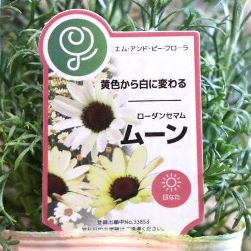 ローダンセマム ムーン 3.5号ポット苗 【1株販売】 寄せ植え 花壇 鉢植え お洒落 おしゃれ 可愛い かわいい 春の花 花 苗 初心者
