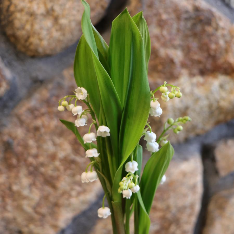 ドイツスズラン ホワイト 3.5号鉢 【1株販売】 鈴蘭 スズラン 寄せ植え 花壇 鉢植え お洒落 おしゃれ 可愛い かわいい 可憐 春の花 花 苗 初心者