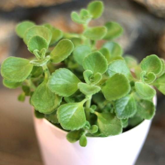 アロマティカス 2.5〜3号ポット苗 【1株販売】 多肉植物 ハーブ