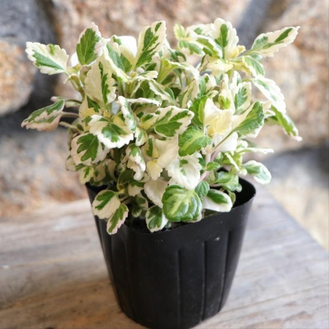 斑入り アロマティカス 白斑 3号ポット苗 【3株販売】 プレクトランサス 多肉植物 ハーブ 鉢植え お洒落 おしゃれ 可愛い 香り 人気 花 苗 初心者 カラーリーフ 希少