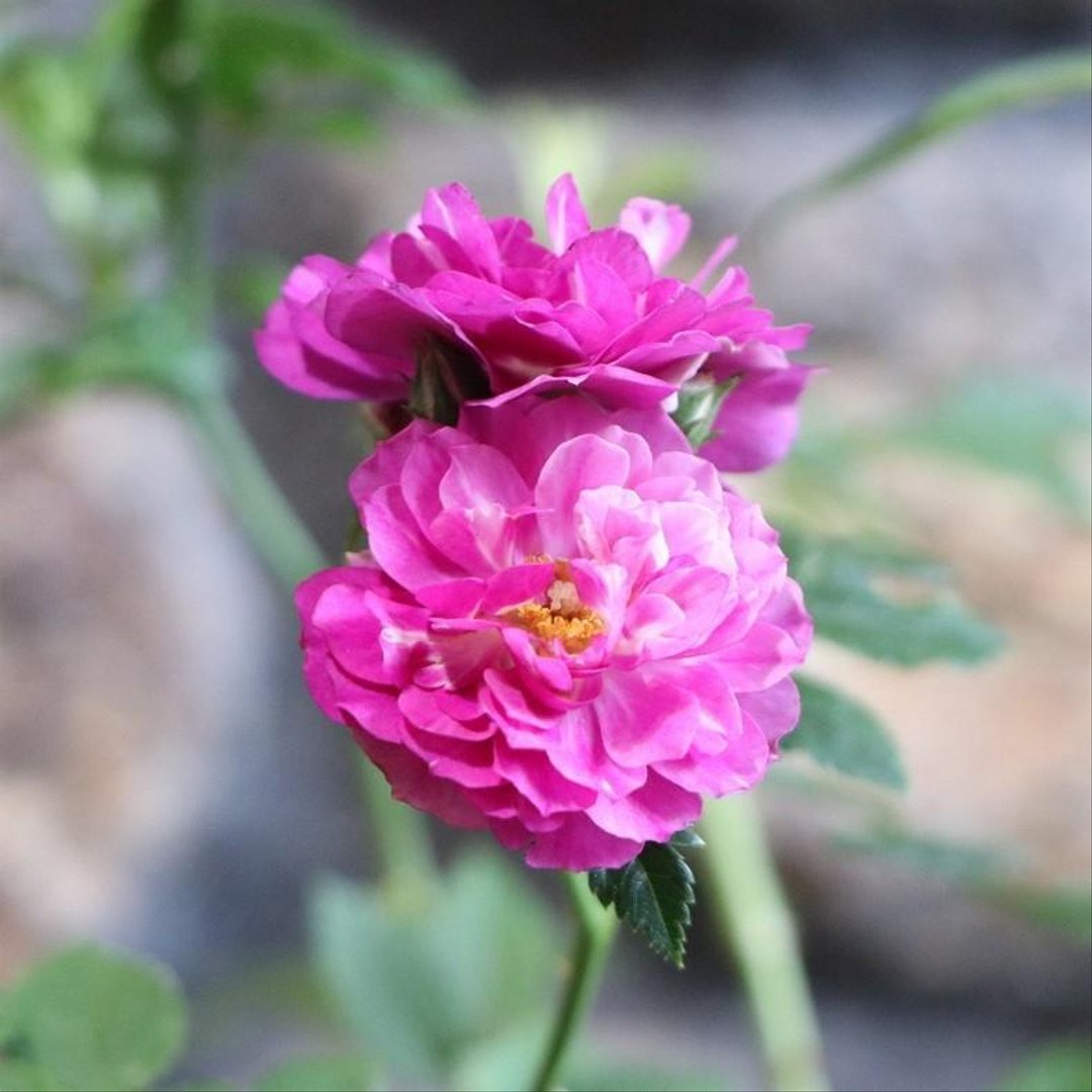 四季咲き ミニバラ スイートチャリオット 3〜3.5号ポット苗 【3株販売】 寄せ植え 花壇 鉢植え お洒落 おしゃれ 可愛い かわいい 香り 春の花 夏の花 秋の花 花 苗