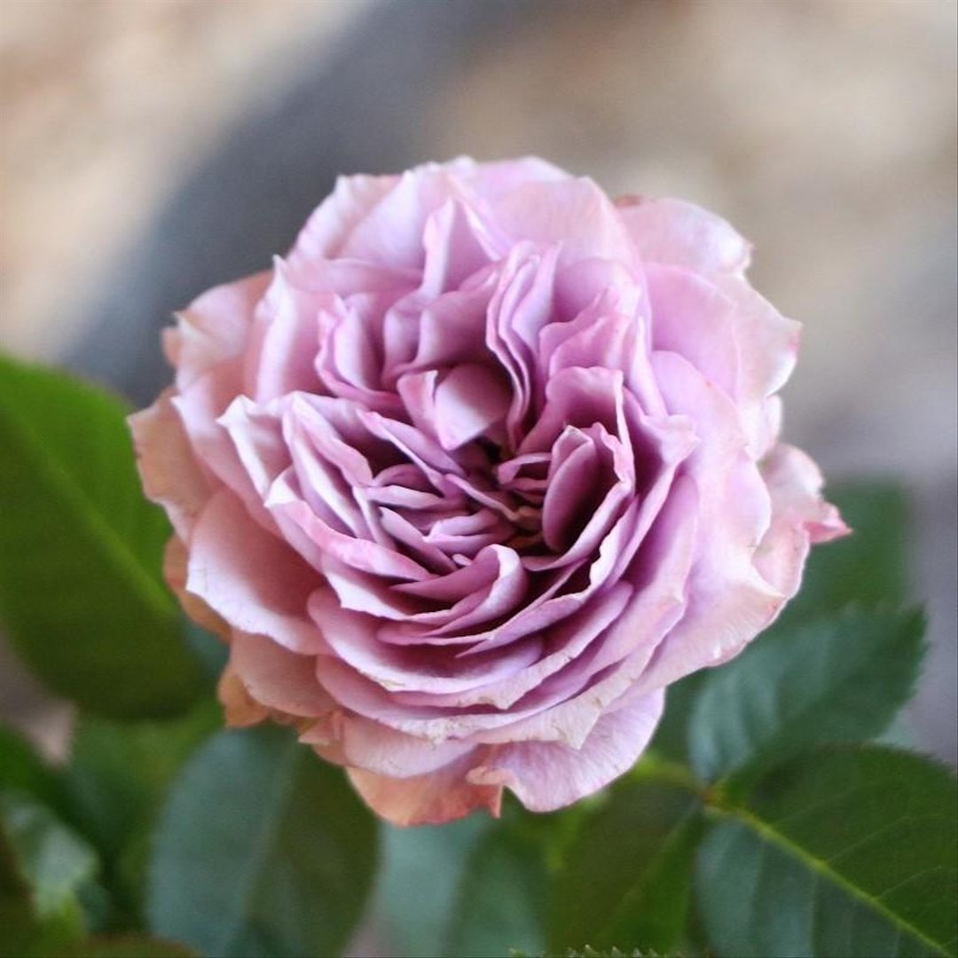 四季咲き ミニバラ アスナロブルー 3.5号鉢 【1株販売】  寄せ植え 花壇 鉢植え お洒落 オシャレ 可愛い カワイイ ブルー 紫色 春の花 夏の花 秋の花 花