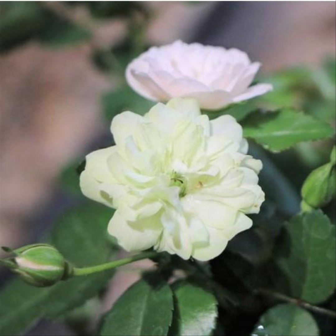 四季咲き ミニバラ グリーンアイス 3～3.5号ポット苗 【1株販売】  寄せ植え 花壇