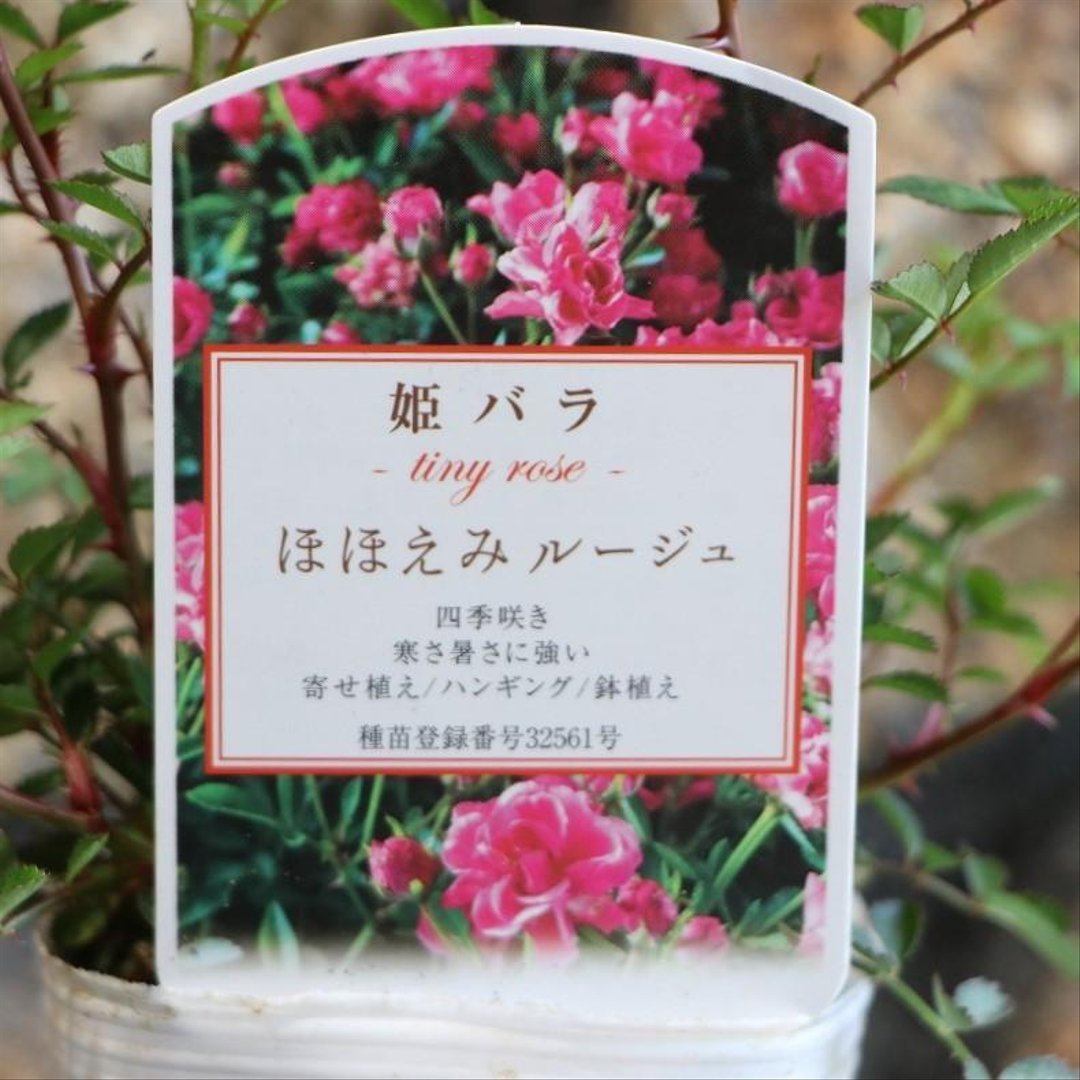 四季咲き 極小輪 ミニバラ ほほえみルージュ 3号ロングポット苗  【1株販売】 姫バラ 寄せ植え 花壇 鉢植え お洒落 可愛い かわいい 香り 春の花 夏の花 秋の花 花 苗