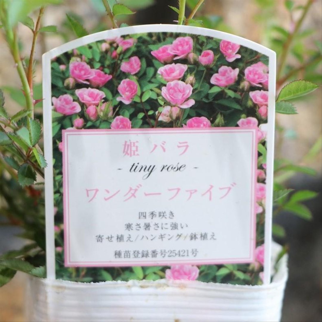 四季咲き 極小輪 ミニバラ ワンダーファイブ 3号ロングポット苗  【1株販売】 姫バラ 寄せ植え 花壇 鉢植え お洒落 可愛い かわいい 香り 春の花 夏の花 秋の花 花 苗
