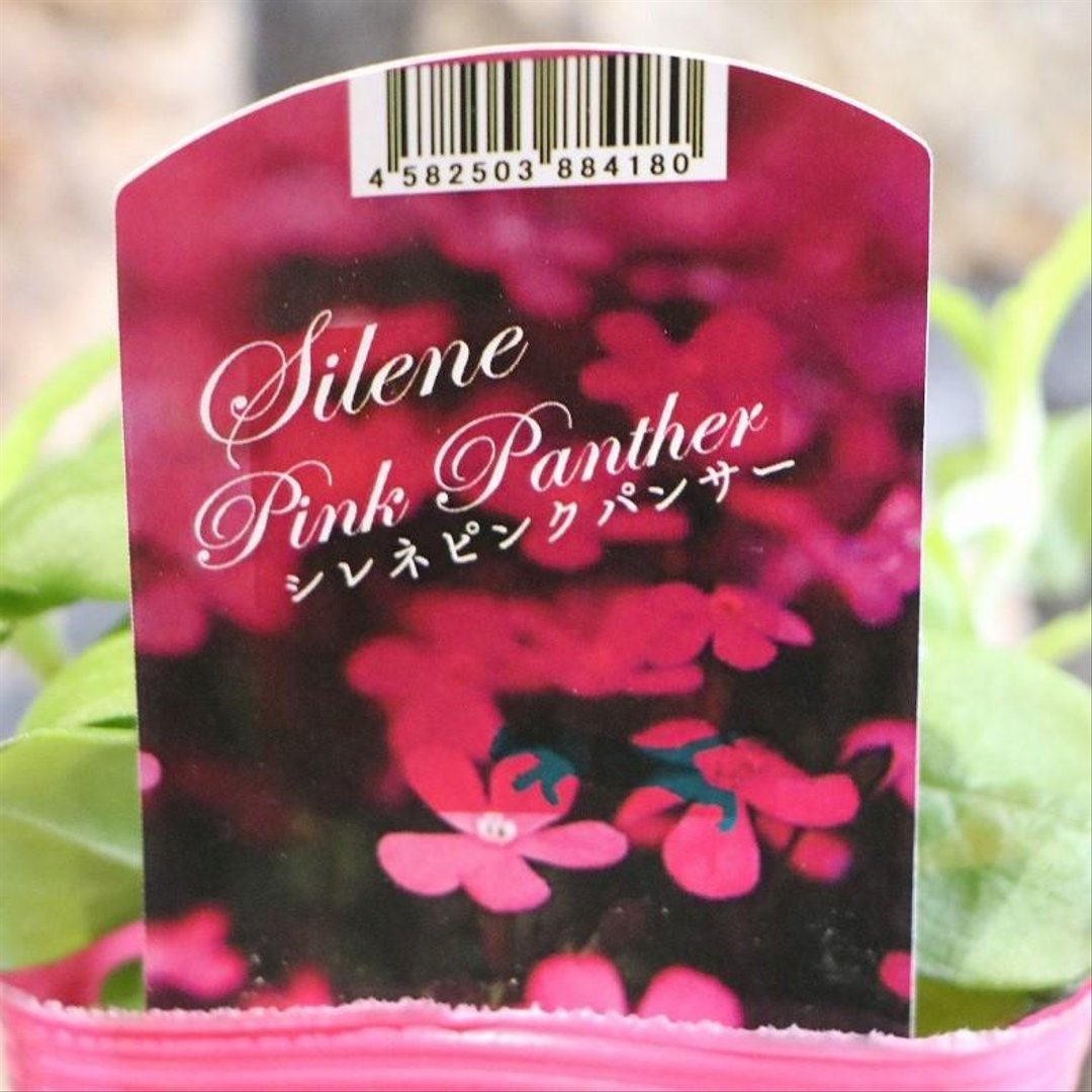 シレネ カロリニアーナ ピンクパンサー 3.5号ポット苗 【1株販売】 寄せ植え 花壇 鉢植え お洒落 オシャレ 可愛い カワイイ 春の花 花