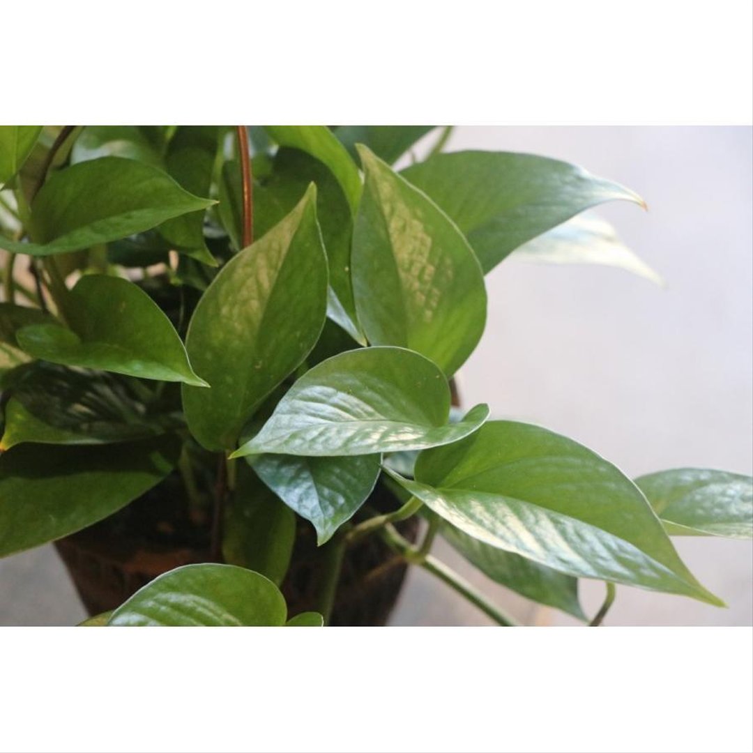 ポトス パーフェクトグリーン 5号吊り鉢 【1鉢販売】 観葉植物