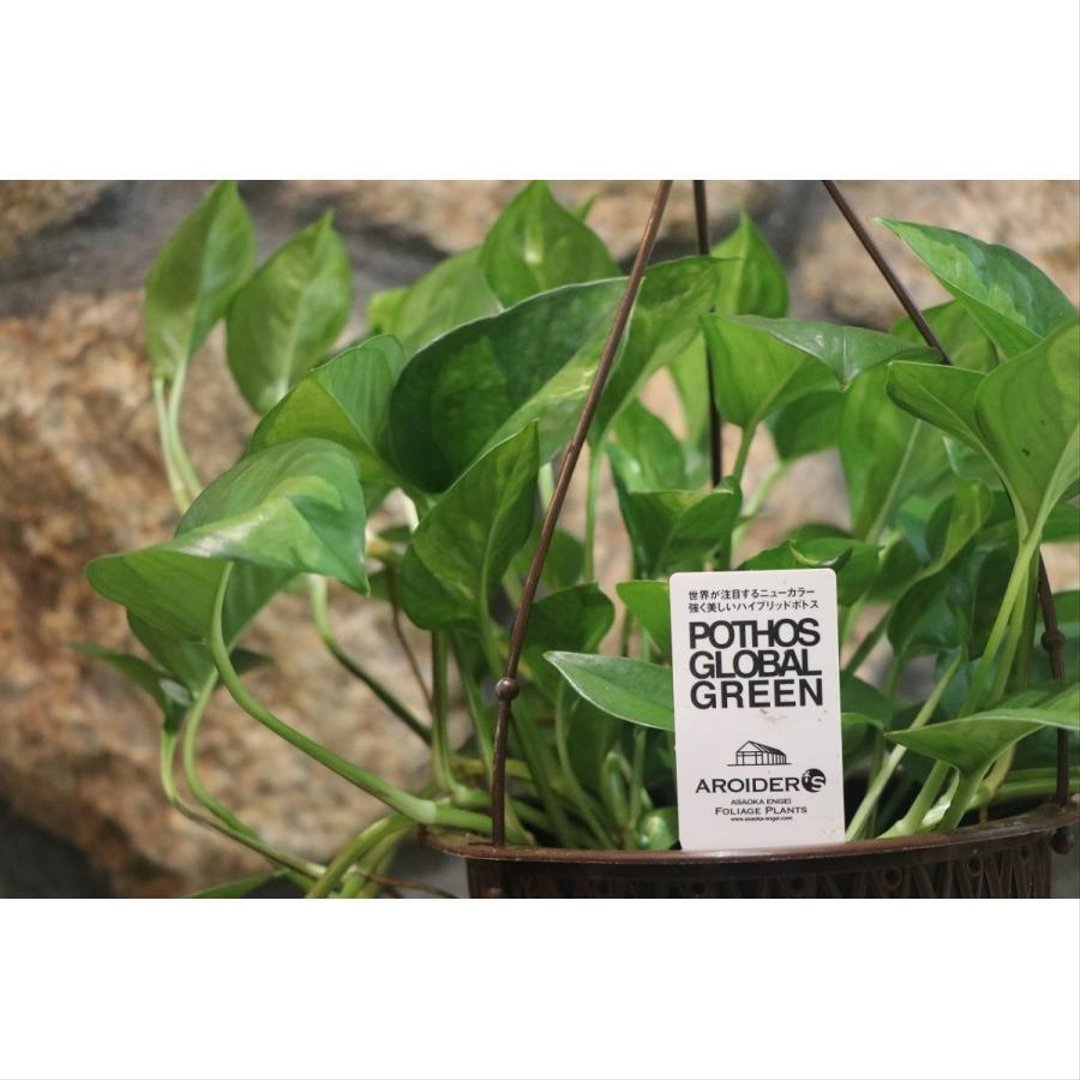 ポトス グローバルグリーン 5号吊り鉢 【1鉢販売】 観葉植物
