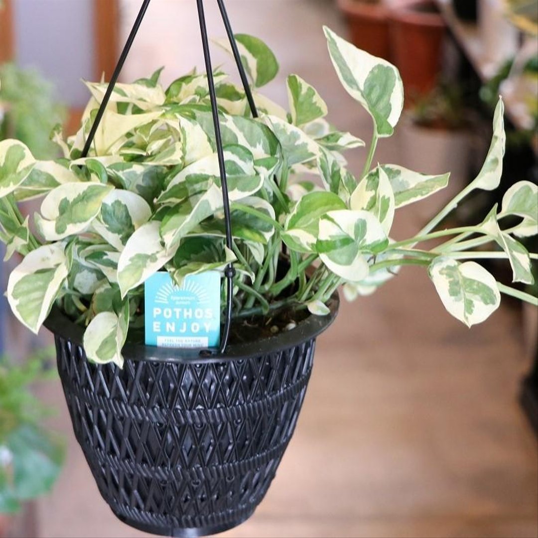 ポトス エンジョイ 5号吊り鉢 【1株販売】 観葉植物 鉢植え お洒落 おしゃれ 可愛い かわいい インテリア 室内 苗 初心者
