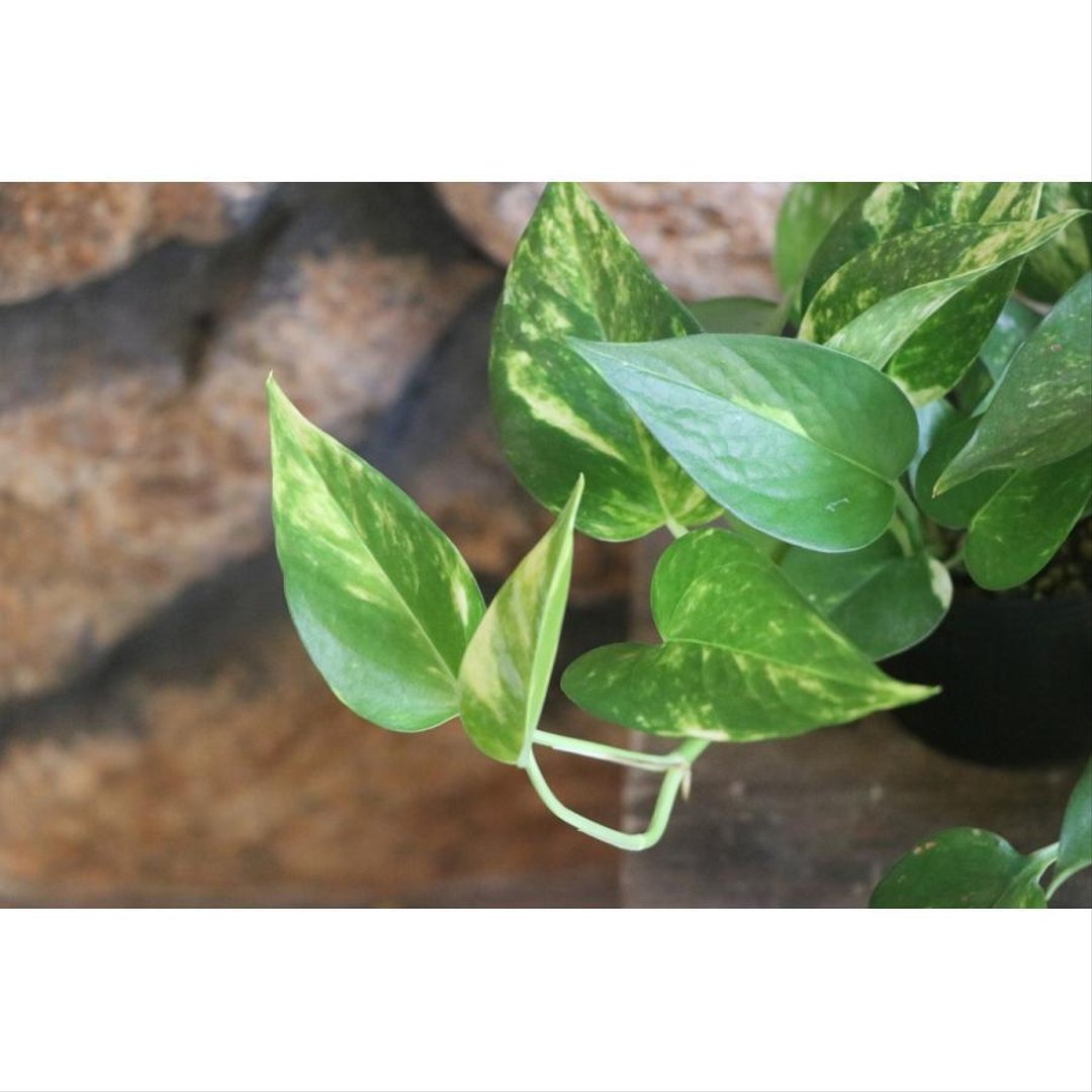 ポトス 3号ポット苗 【3株販売】 観葉植物