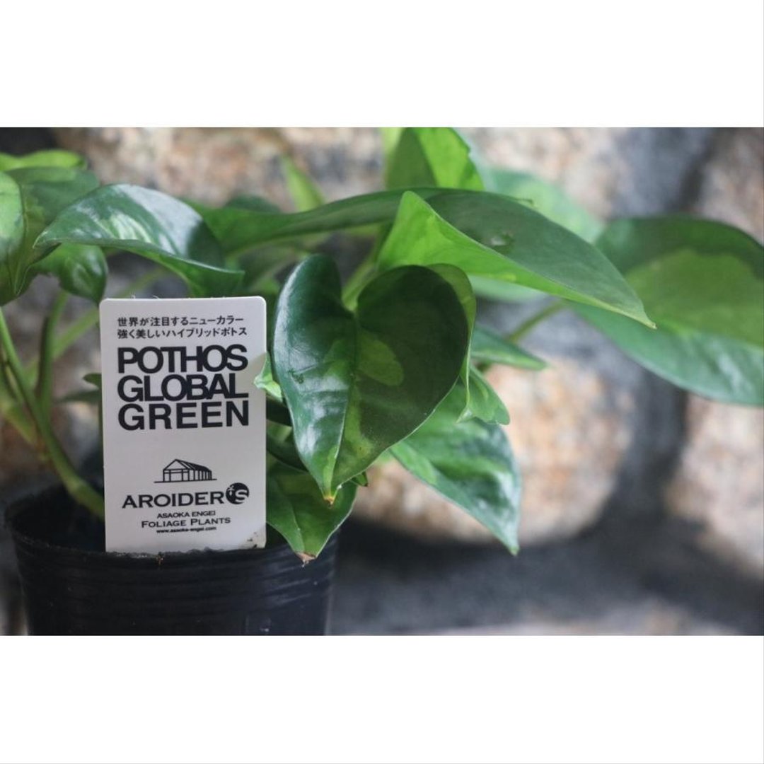 ポトス グローバルグリーン 3号ポット苗 【3株販売】 観葉植物