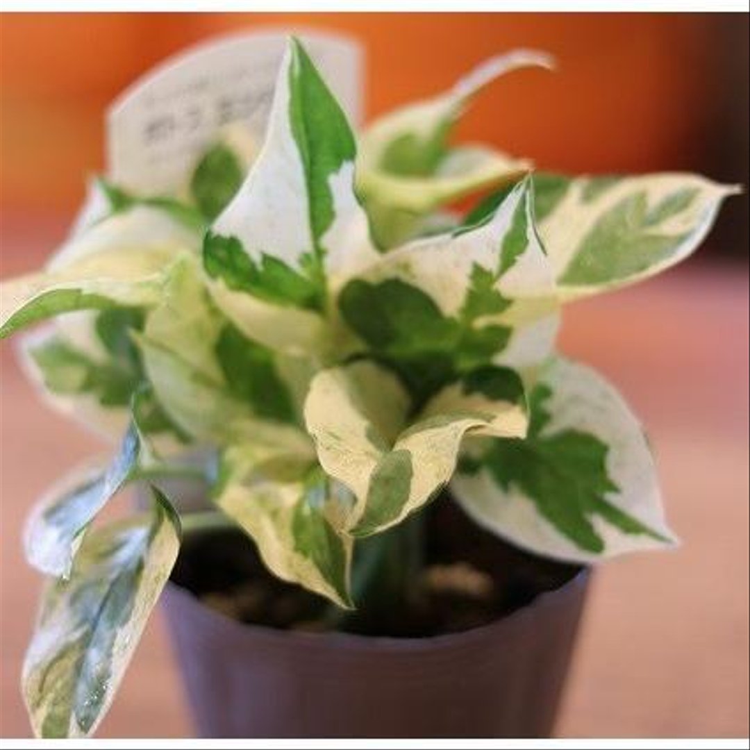 ポトス エンジョイ 3号ポット苗 【3株販売】 観葉植物 鉢植え お洒落 おしゃれ 可愛い かわいい インテリア 室内 苗 初心者