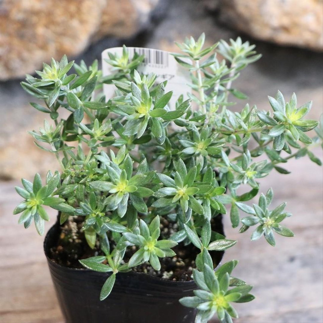 ウエストリンギア 3号ポット苗  【1株販売】 オーストラリアンローズマリー 寄せ植え 鉢植え 花壇 お洒落 可愛い 苗木 花木 常緑樹 夏の花 秋の花 花 苗 初心者 カラーリーフ