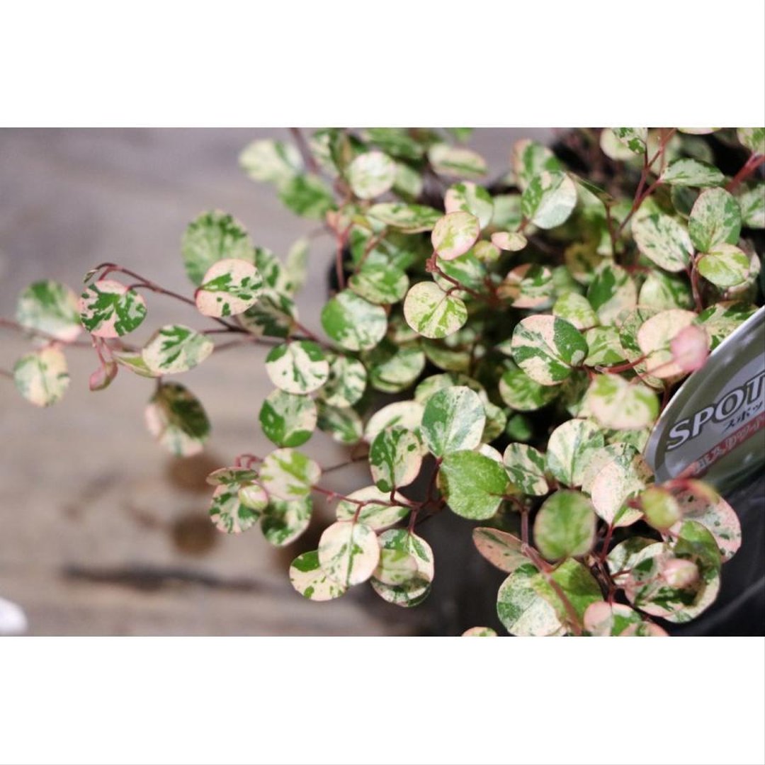 斑入り ワイヤープランツ スポットライト 2.5〜3号ポット苗 【3株販売】 観葉植物 カラーリーフ 寄せ植え 花壇