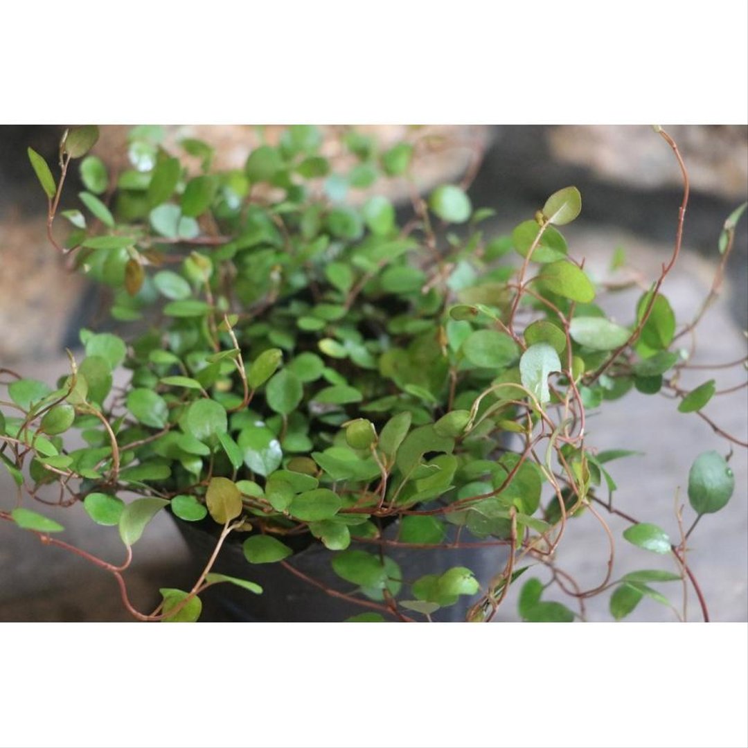 ワイヤープランツ 3号ポット苗 【3株販売】 観葉植物 カラーリーフ 寄せ植え 花壇
