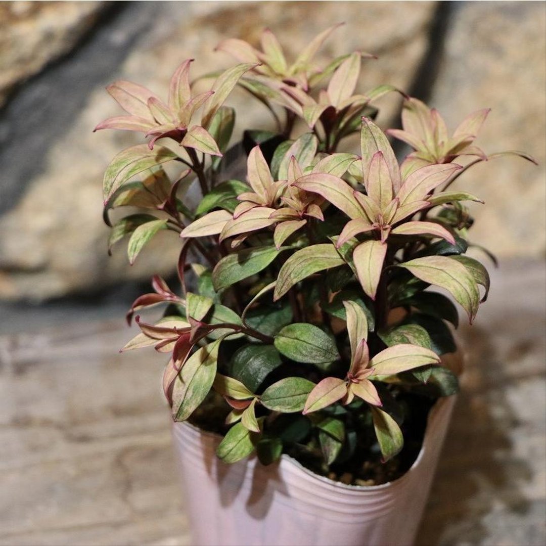 カラーリーフ キンギョソウ ブランルージュムーン 2.5〜3号ポット苗 【3株販売】 金魚草 寄せ植え 花壇 鉢植え お洒落 オシャレ 希少種