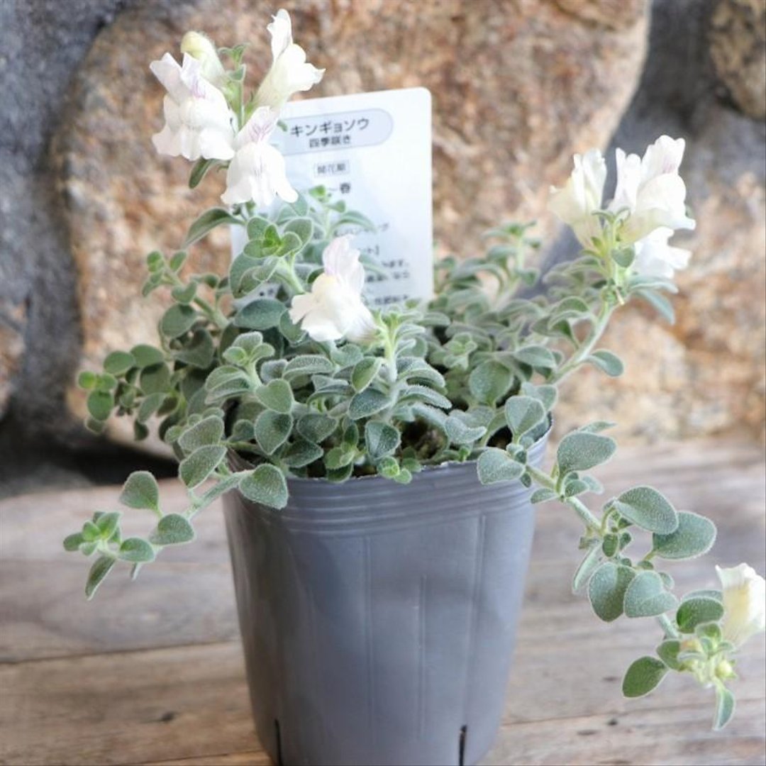 カラーリーフ キンギョソウ アールグレイ 2.5〜3号ポット苗 【1株販売】 金魚草 寄せ植え 花壇 鉢植え お洒落 可愛い 春の花 夏の花 秋の花 冬の花 花 苗 カラーリーフ