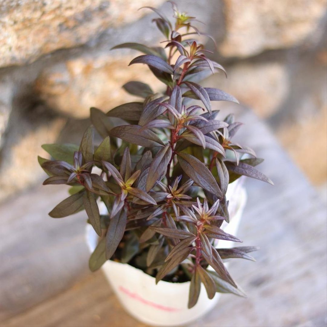 カラーリーフ キンギョソウ ブロンズドラゴン 3〜3.5号ポット苗 【3株販売】 金魚草 寄せ植え 花壇 鉢植え お洒落 可愛い 春の花 夏の花 秋の花 冬の花 花 苗 カラーリーフ