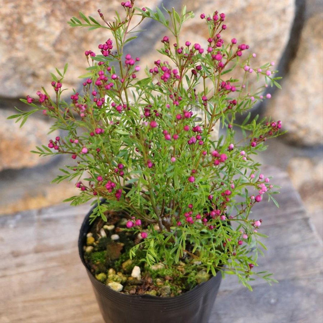 ボロニア ピナータ エンジェル 3.5号ポット苗 【1株販売】 寄せ植え 花壇 鉢植え お洒落 おしゃれ 可愛い かわいい 常緑樹 香り 春の花 花 苗 初心者