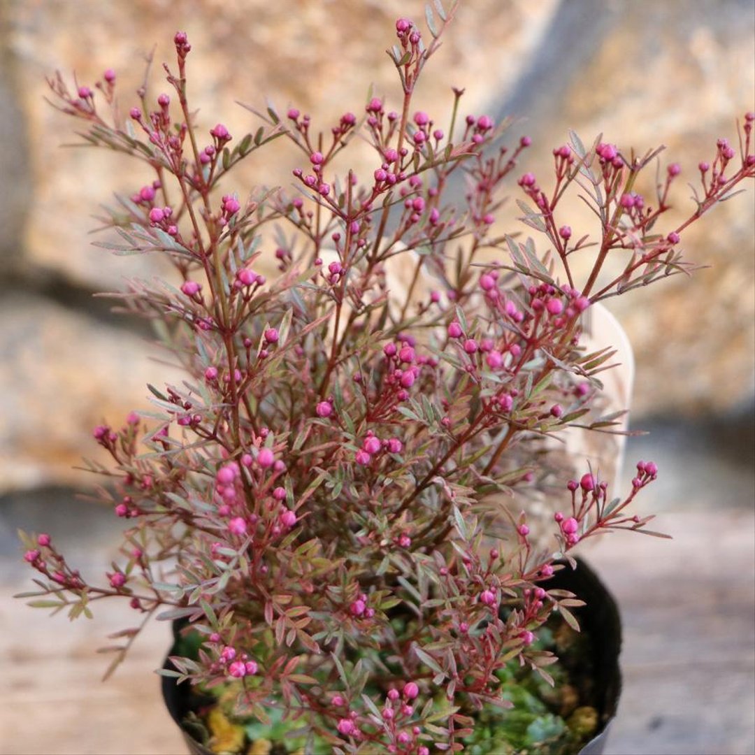 ボロニア ピナータ プレシャス2 3.5号ポット苗 【1株販売】 プレシャスツー 寄せ植え 花壇 鉢植え お洒落 おしゃれ 可愛い かわいい 常緑樹 香り 春の花 花 苗 初心者
