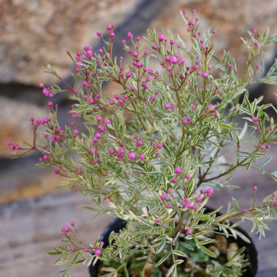 斑入り ボロニア ピナータ ホワイトラブ 3.5号ポット苗 【3株販売】 寄せ植え 花壇 鉢植え お洒落 おしゃれ 可愛い 常緑樹 香り 春の花 花 苗 初心者 カラーリーフ