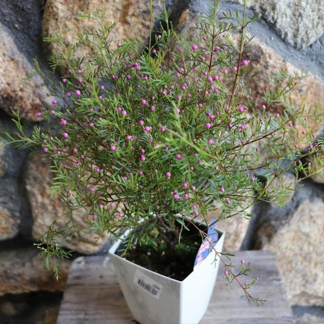 ボロニア ピナータ 4号鉢 【1鉢販売】 寄せ植え 花壇 鉢植え お洒落 オシャレ 可愛い カワイイ 常緑樹 香り 春の花 花