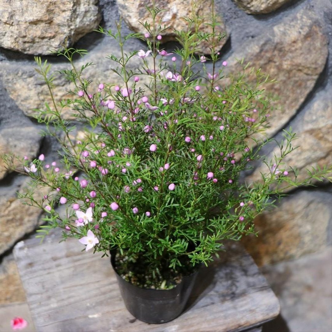 ボロニア ピナータ 3.5号ポット苗 【1株販売】 寄せ植え 花壇 鉢植え お洒落 おしゃれ 可愛い かわいい 常緑樹 香り 春の花 花 苗 初心者
