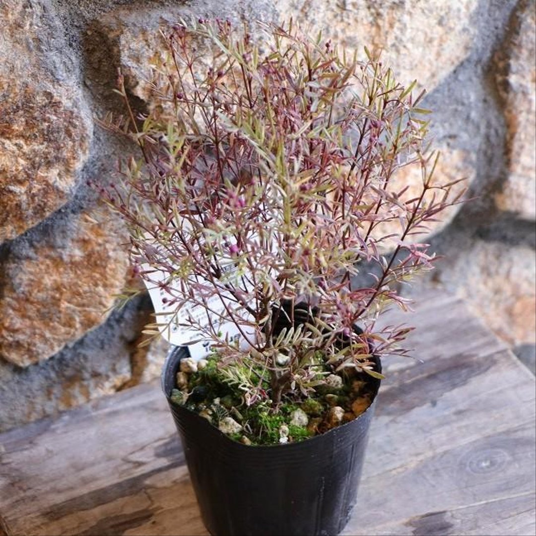 斑入り ボロニア ピナータ プレシャス1 3.5号ポット苗 【3株販売】 プレシャスワン 寄せ植え 花壇 鉢植え お洒落 おしゃれ 可愛い かわいい 常緑樹 香り 春の花 花 苗 初心者
