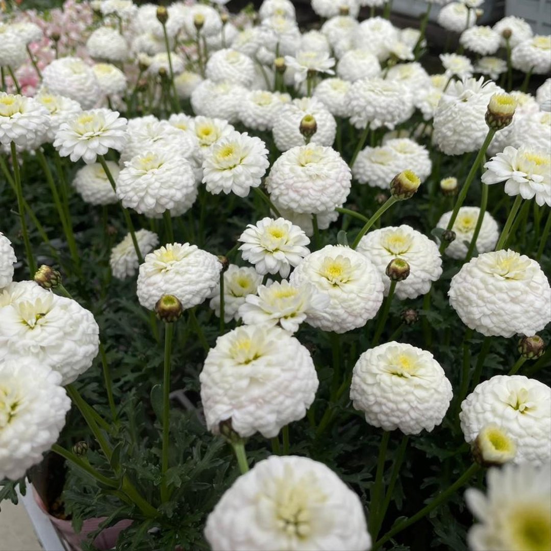 八重咲き マーガレット マルコロッシ 3.5号ポット苗 【1株販売】 四季咲き 寄せ植え 花壇