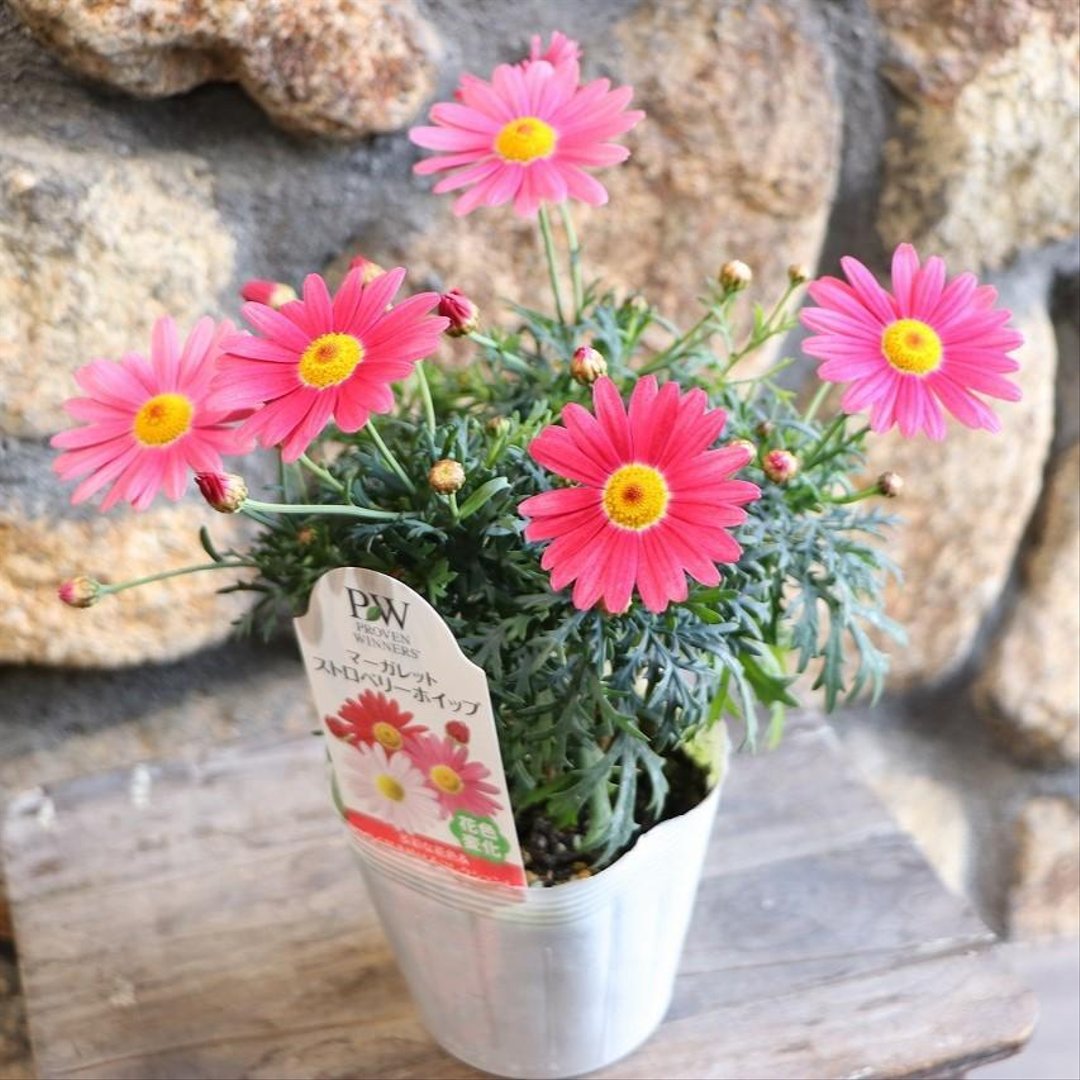 一重咲き マーガレット ストロベリーホイップ 3.5号ポット苗 【1株販売】 四季咲き 寄せ植え 花壇 鉢植え お洒落 オシャレ 可愛い かわいい 秋の花 冬の花 春の花 花